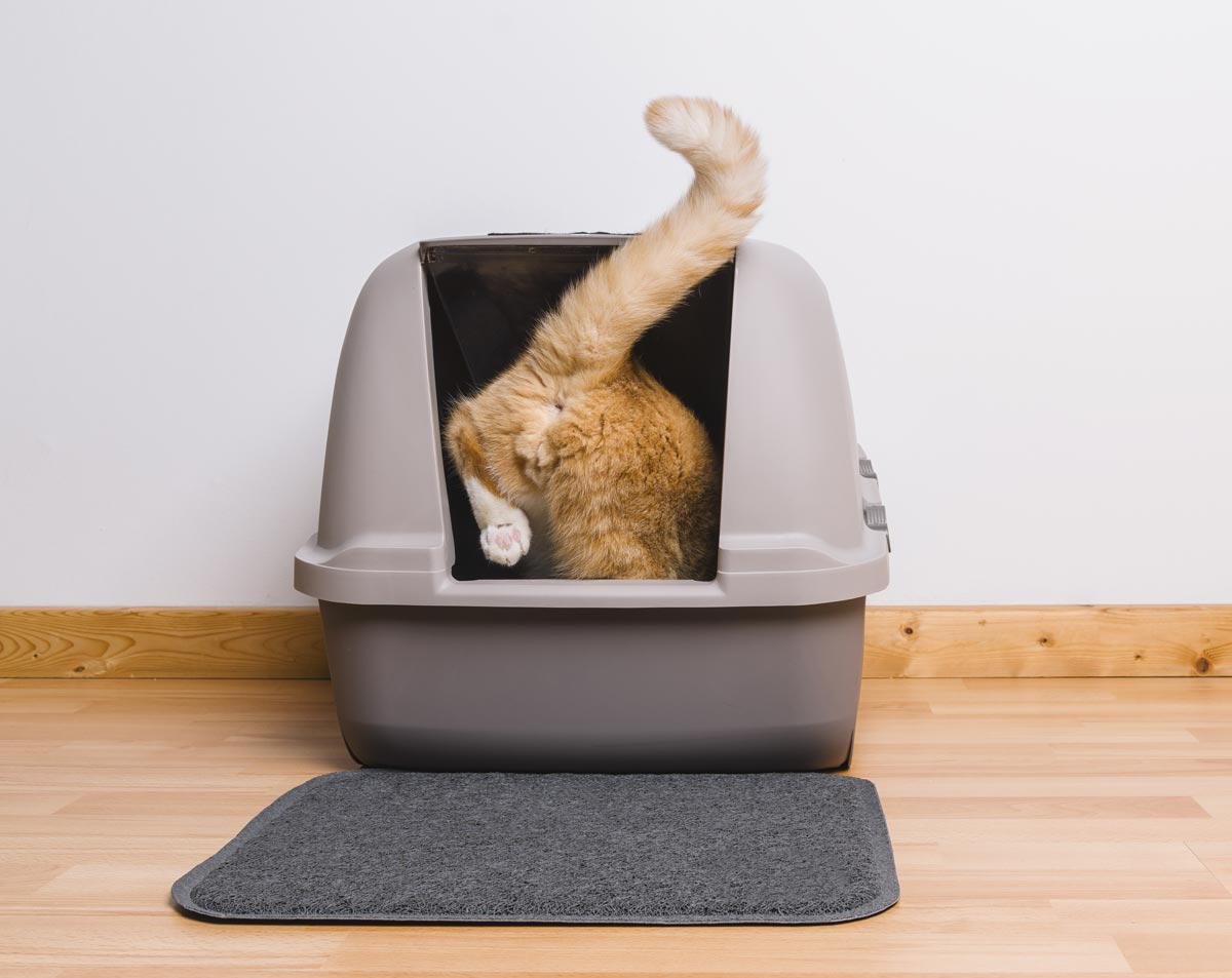 Why Does My Sweat Smell Like Cat Pee? The Link Between Ammonia and Body Odor