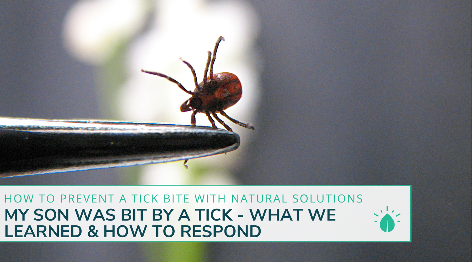 My Son Was Bit By A Tick... What We Learned & How To Respond